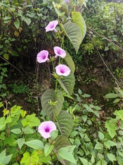 Ipomoea pedicellaris