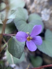 Viola flettii