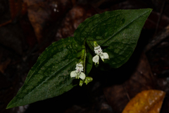 Disperis thomensis