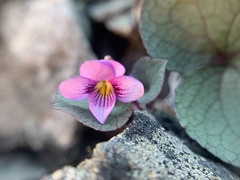 Viola flettii
