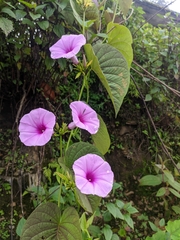 Ipomoea pedicellaris