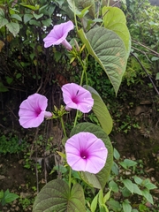 Ipomoea pedicellaris