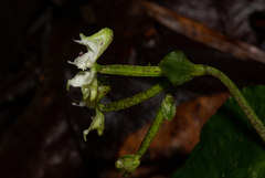 Disperis thomensis