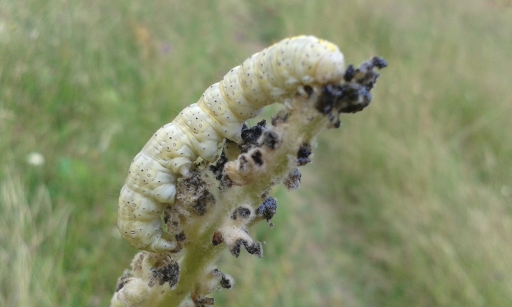 Cucullia thapsiphaga