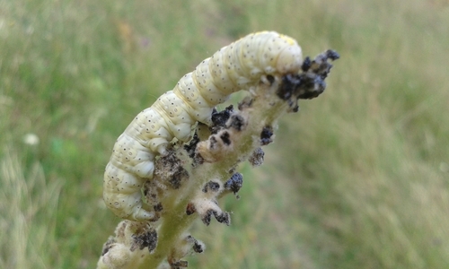 Shargacucullia thapsiphaga