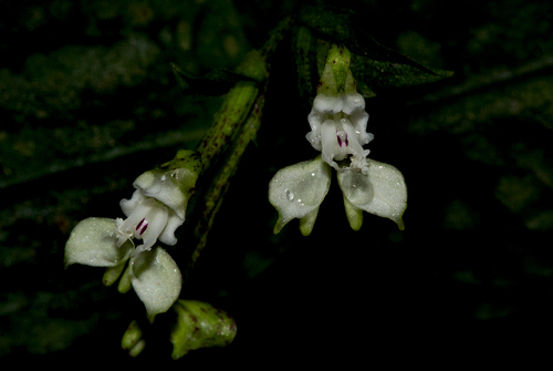 Disperis thomensis