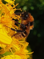 Bombus