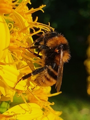 Bombus