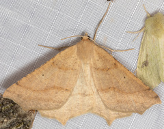 Prochoerodes truxaliata