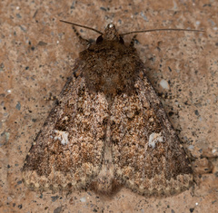 Properigea albimacula