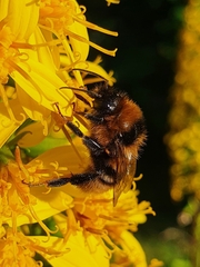 Bombus