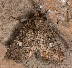 Properigea albimacula