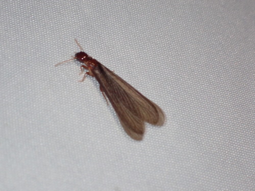 Nevada Dampwood Termite photo 5