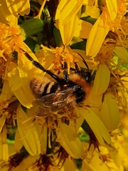 Bombus