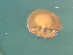 Cotylorhiza tuberculata