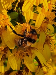 Bombus
