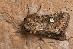 Properigea albimacula