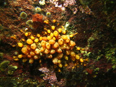 Metandrocarpa taylori