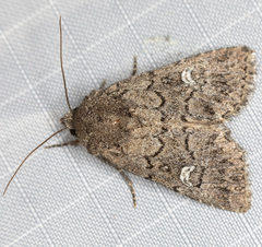 Properigea niveirena