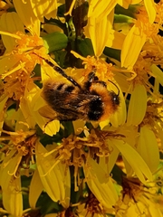Bombus