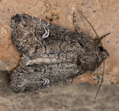 Properigea niveirena