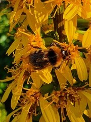 Bombus