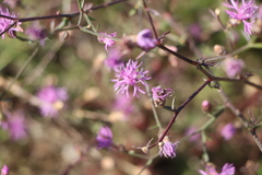 Centaurea glaberrima divergens