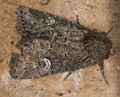 Properigea niveirena