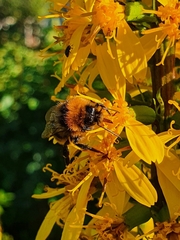 Bombus