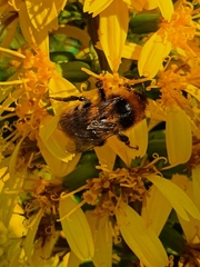 Bombus
