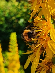 Bombus