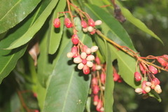 Ouratea jaliscensis