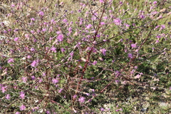 Centaurea glaberrima divergens