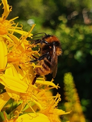 Bombus