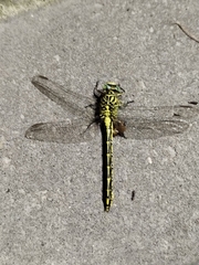 Onychogomphus forcipatus
