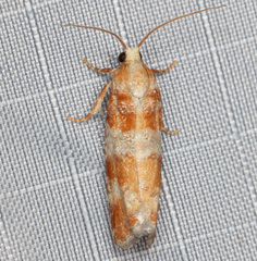 Retinia sabiniana