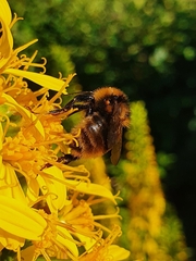 Bombus