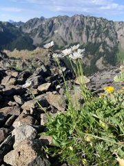 Erigeron flettii