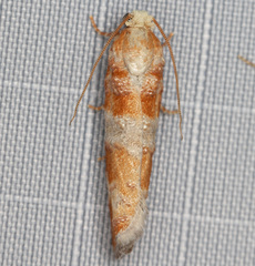 Retinia sabiniana