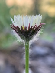 Erigeron flettii