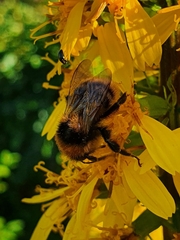 Bombus
