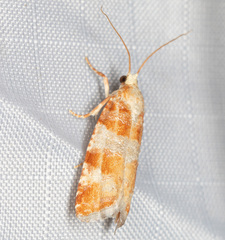 Retinia sabiniana
