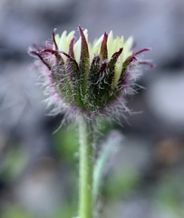 Erigeron flettii