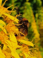 Bombus