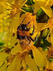 Bombus
