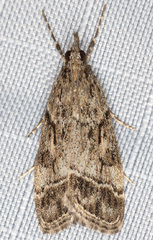 Eudonia rectilinea