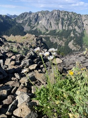 Erigeron flettii
