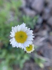 Erigeron flettii
