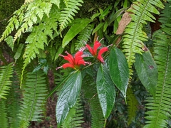 Aeschynanthus speciosus