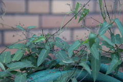 Vincetoxicum floribundum